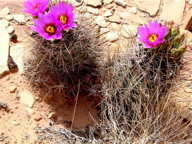 MoabFlowers (1083)